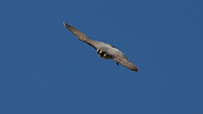 Sokolíci každým dnem sílí: sledujte je spolu s námi